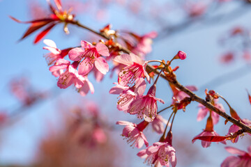 Cherry Blossom in Sapa, Vietnam.Sapa is the famous tourist city in Vietnam. Morning fresh air 