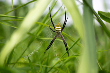 Close-up of Big Yellow Spider Hanging from Blades of Grass in Field