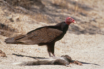 Turkey Vulture (Cathartes aura) with skunk roadkill 