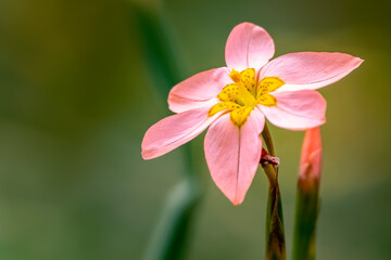 Cape Tulip flower