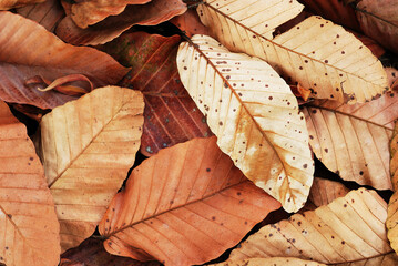 Autumn leaves on ground. Brown tone of season change foliage nature background.