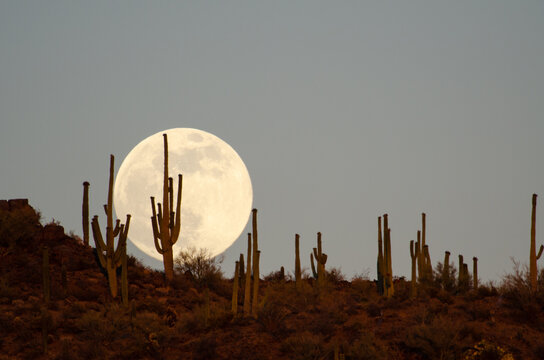 Full moon rising over saguaro cacti in the sonoran desert