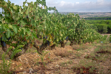Fototapeta na wymiar campo con viñas de uva tinta antes de la vendimia