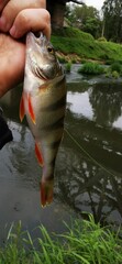 fisherman's hand and fish caught on bait, vertical photo, selective focus