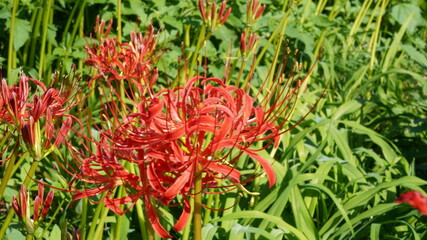 彼岸花(ヒガンバナ)
