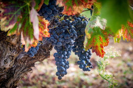 campo con vi&ntilde;as de uva tinta antes de la vendimia