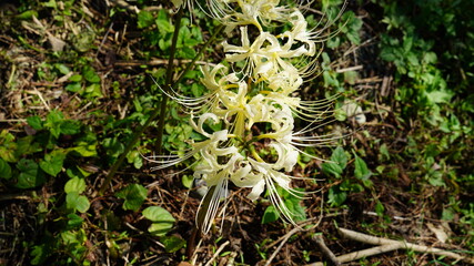 彼岸花(ヒガンバナ)
