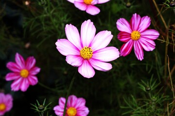 Fototapeta premium pink flowers in the garden