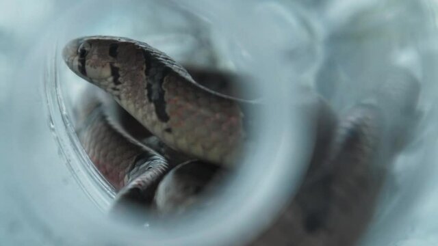 Close up of beautiful snake resting in see through glass jar, bokeh, static shot