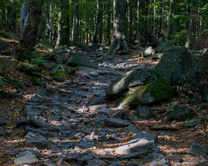 Old, dark forrest patch on Ślęża moutain.