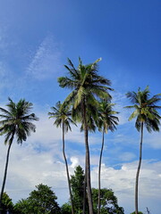 Coconut trees against blue sky