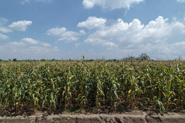 Obraz premium corn field close-up at the sunset