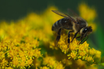 A honey bee collects pollen on a yellow Butterfly flower.