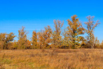 Autumn landscape with dry meadow and colorful fall trees
