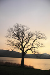 Fototapeta na wymiar 湖畔の木