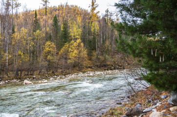 a stormy stream of a mountain river flows into the foothills against the backdrop of a mountain and an autumn forest