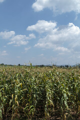 corn field close-up at the sunset