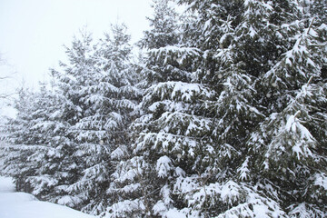 雪を冠った松の木々