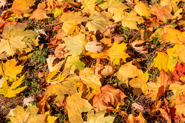 Background of the autumn maple leaves