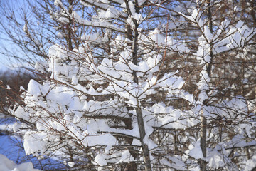 枝に積もった雪