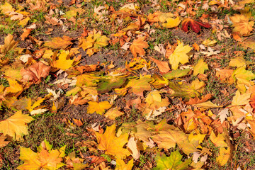 Background of the autumn maple leaves