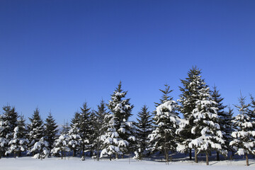 雪を冠った松の木々
