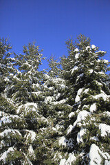 雪を冠った松の木々