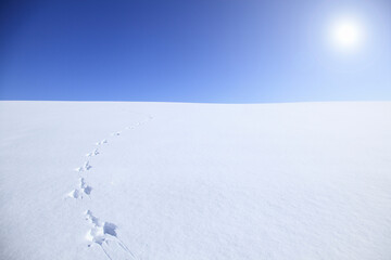 雪原の足跡
