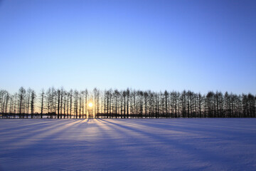 冬のカラマツ防風林と朝日