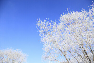 霧氷の着いた木々