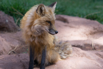 Wild dog sitting passivley on rock