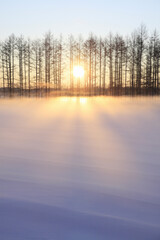 Fototapeta premium 雪原の朝日