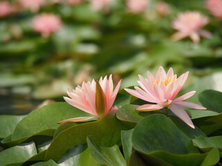 Obraz premium Close up shot of many water lilies