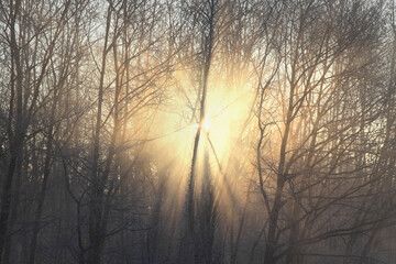 Obraz premium 木漏れ日