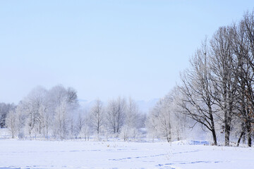 雪原の木々