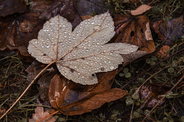 Morning dew on fallen autumn leaves