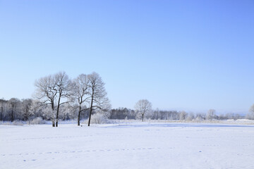 雪原の木々