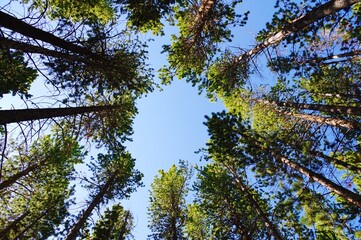 sky and trees