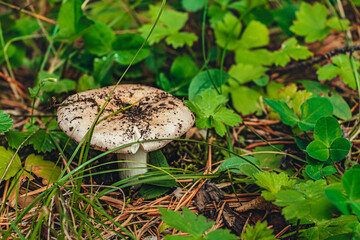 the fresh mushroom sprouted through green grass