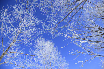 霧氷の着いた木々