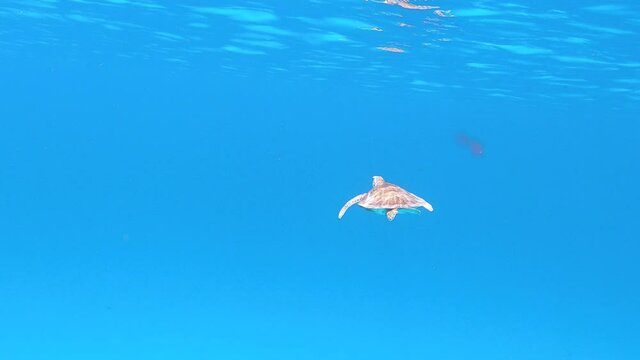 A small ocean turtle nimbly waving its fins and gently swimming through the crystal clear turquoise tropical waters of the Caribbean near the Flamengo island in Puerto Rico, static 4k shot.