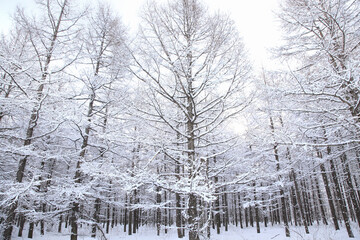 冠雪した木々
