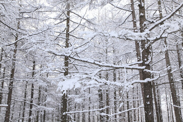 冠雪した木々