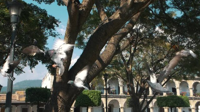 Beautiful group of pigeons flying in slow motion in center of a historical park in a colonial city - Antigua Guatemala