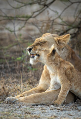 Vertical portrait of mother lioness and her lion cub showing affection and love in Ndutu in Tanzania