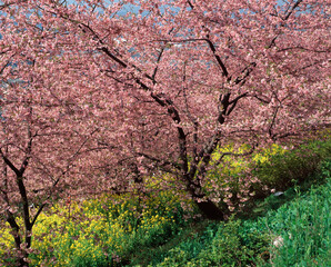 まつだの桜と菜の花