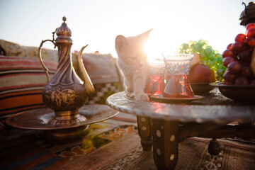 Fototapeta premium Cute red cat walking on table at popular istanbul terrace