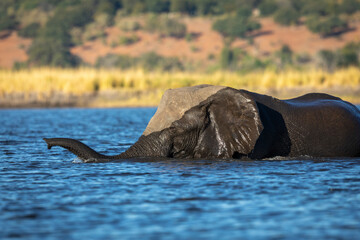 Elephant swimming in Chobe River in Botswana