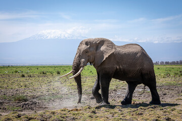 Elephant bull walking in Amboseli National Park with Mount Kilimanjaro in Kenya