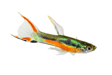 Endler Guppy Poecilia wingei tiny colorful tropical aquarium fish	